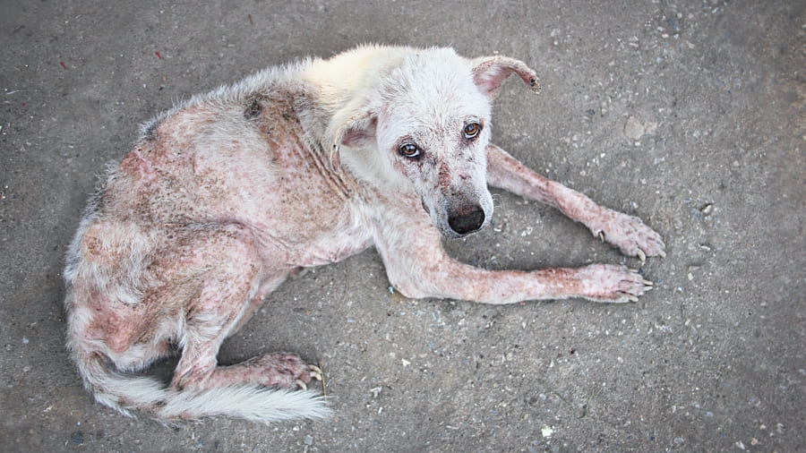 Ein ausgemergelter, abgemagerter Hund voller Räude: Ein Blick auf Italiens Streuner